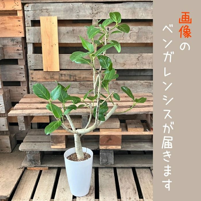 観葉植物現品販売