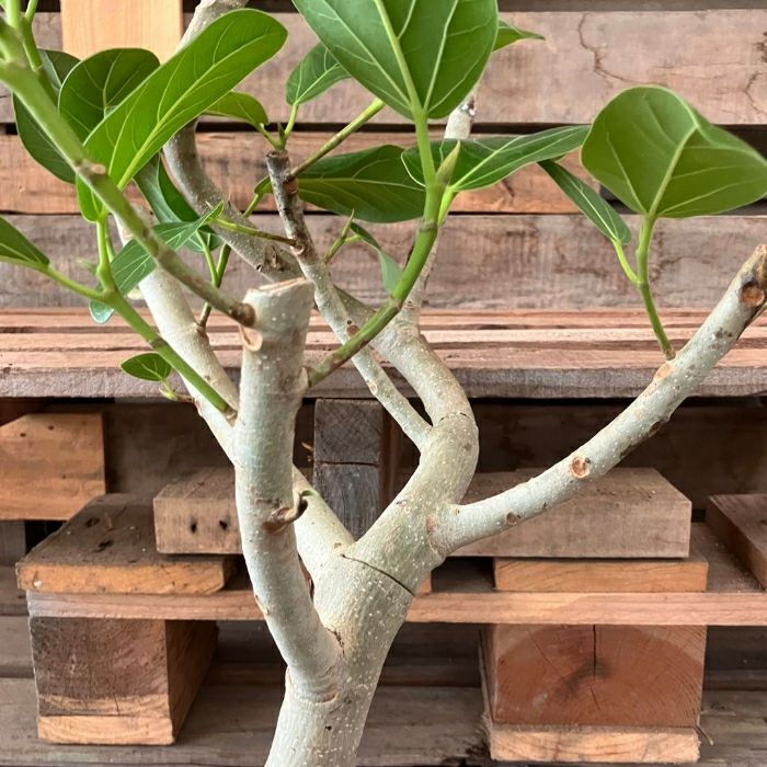 観葉植物現品販売