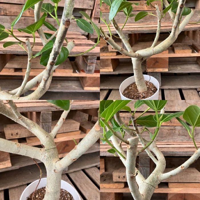 観葉植物現品販売