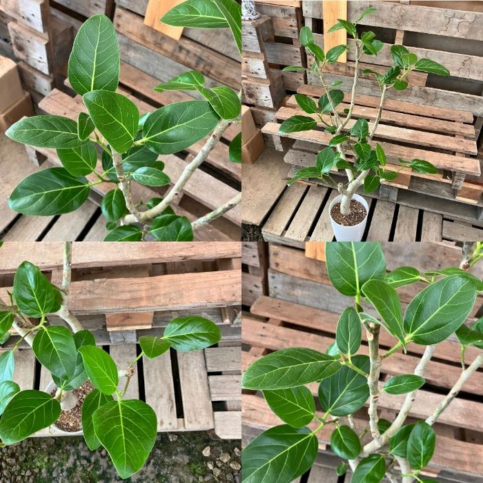 観葉植物現品販売