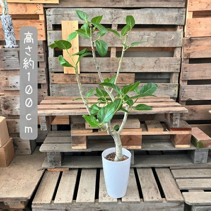 観葉植物現品販売