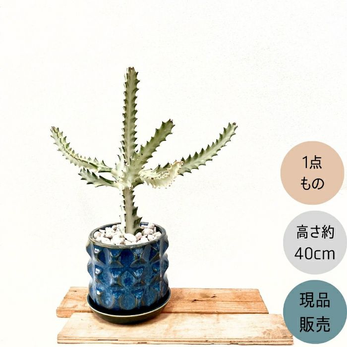 観葉植物現品販売