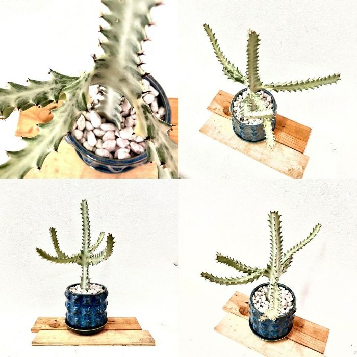 観葉植物現品販売