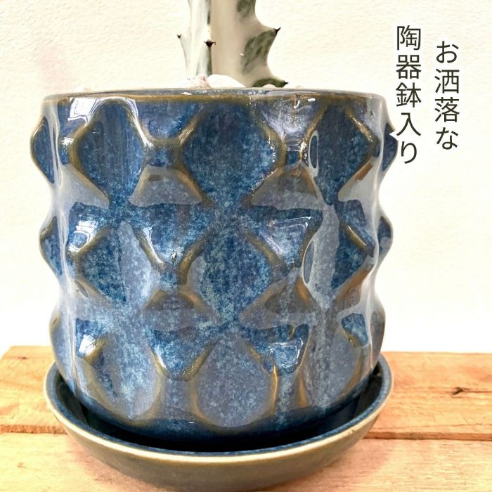 観葉植物現品販売