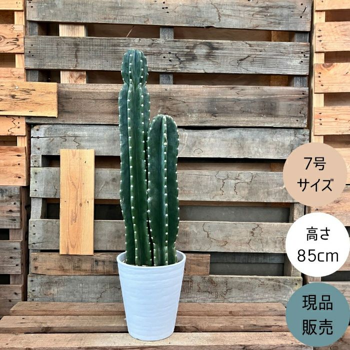 観葉植物現品販売