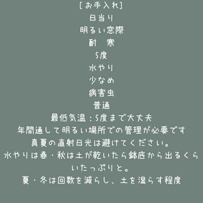 観葉植物現品販売