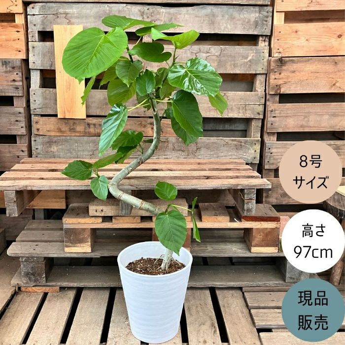 観葉植物現品販売