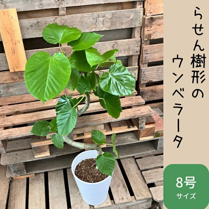 観葉植物現品販売