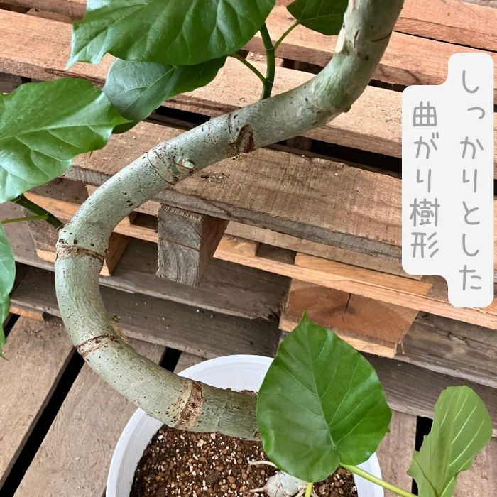 観葉植物現品販売