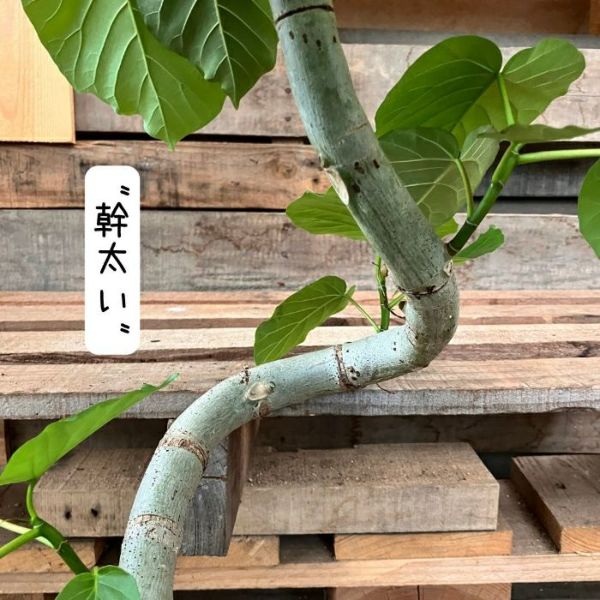 観葉植物 本物 【現品】幹太 ☆らせん樹形☆ ウンベラータ 8号サイズ 001368