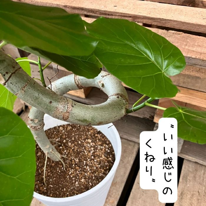 観葉植物現品販売