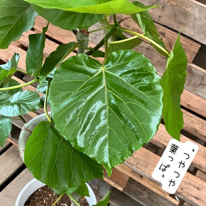 観葉植物現品販売