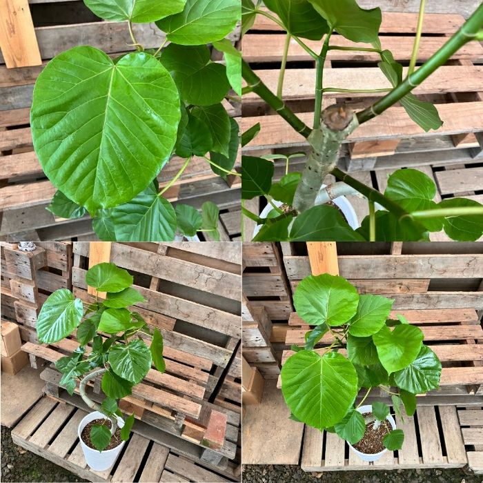 観葉植物現品販売