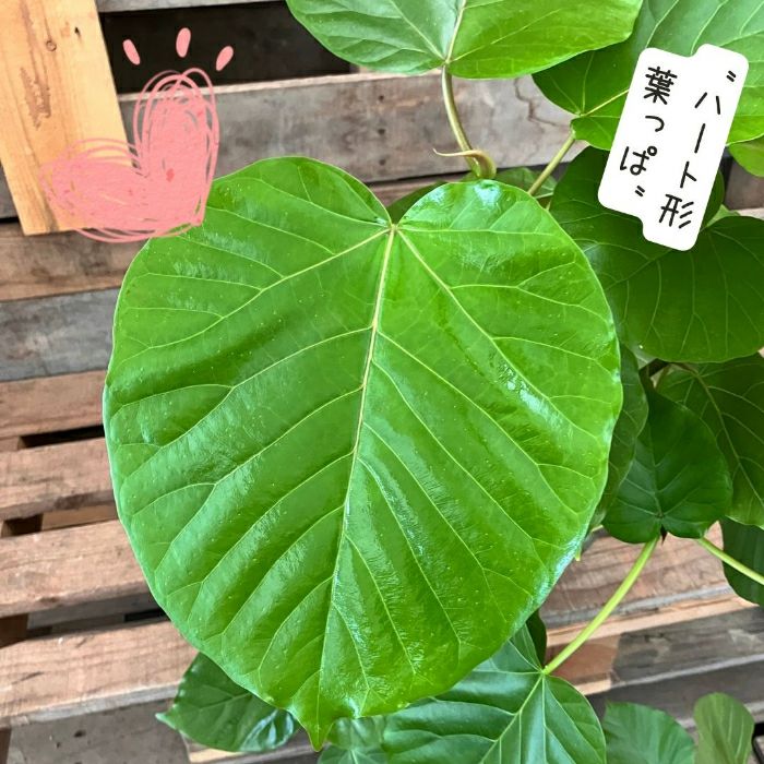 観葉植物現品販売