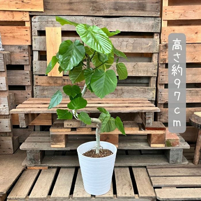 観葉植物現品販売