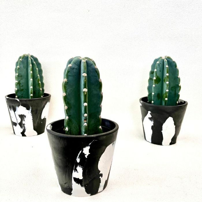 観葉植物現品販売