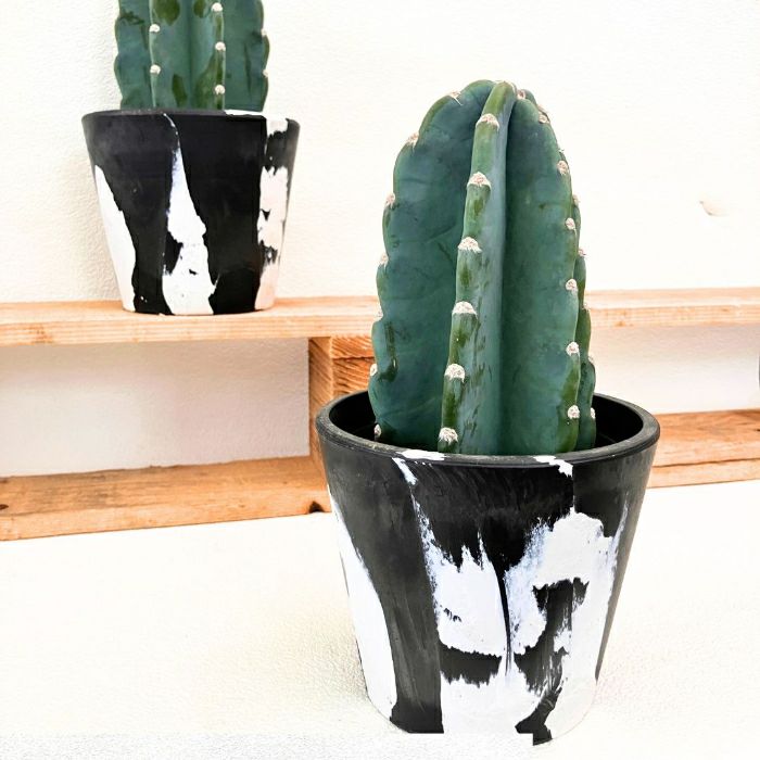 観葉植物現品販売