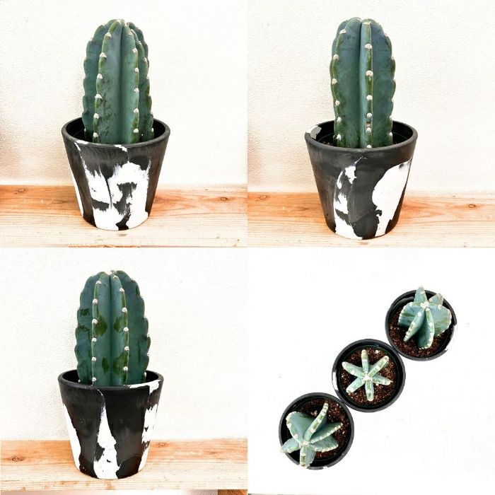 観葉植物現品販売