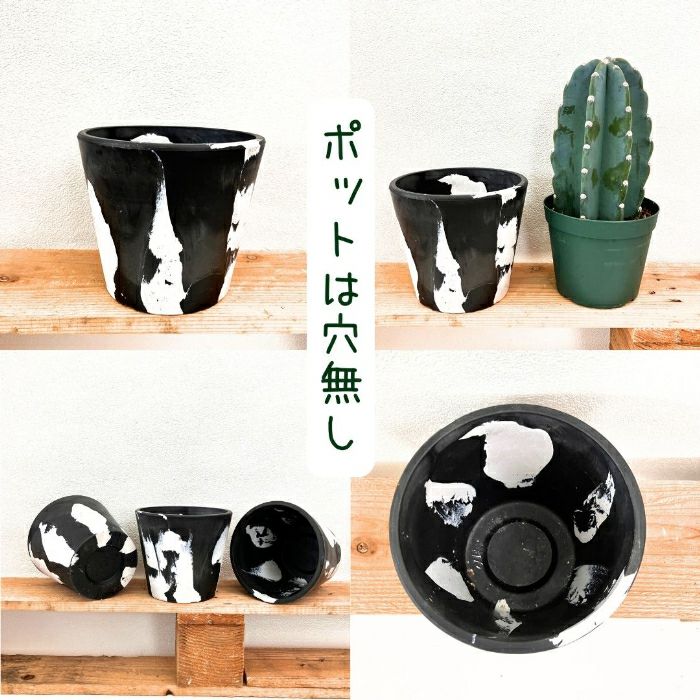 観葉植物現品販売