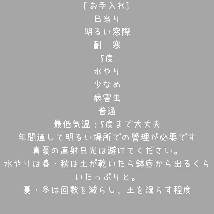 観葉植物現品販売