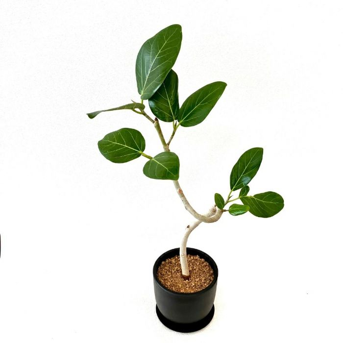 観葉植物現品販売