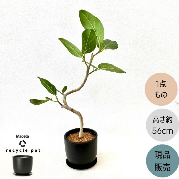 観葉植物現品販売