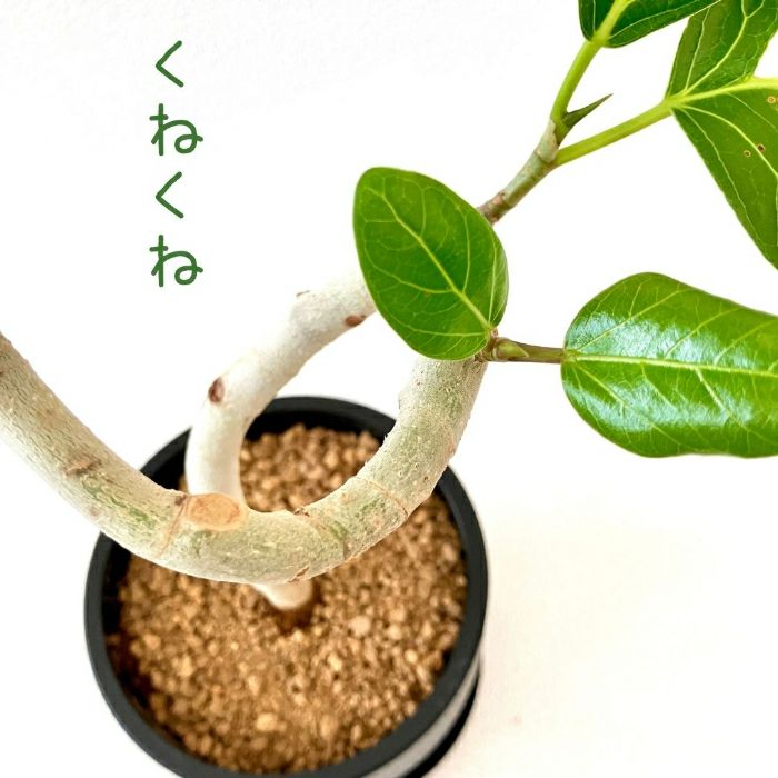 観葉植物現品販売