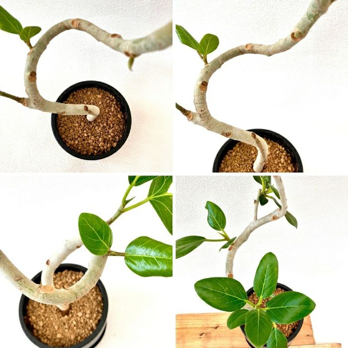 観葉植物現品販売