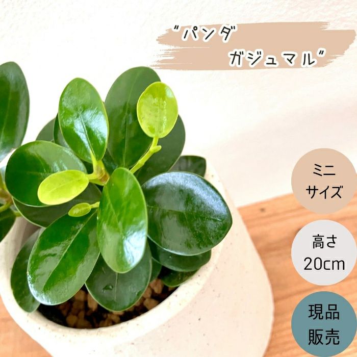 観葉植物現品販売