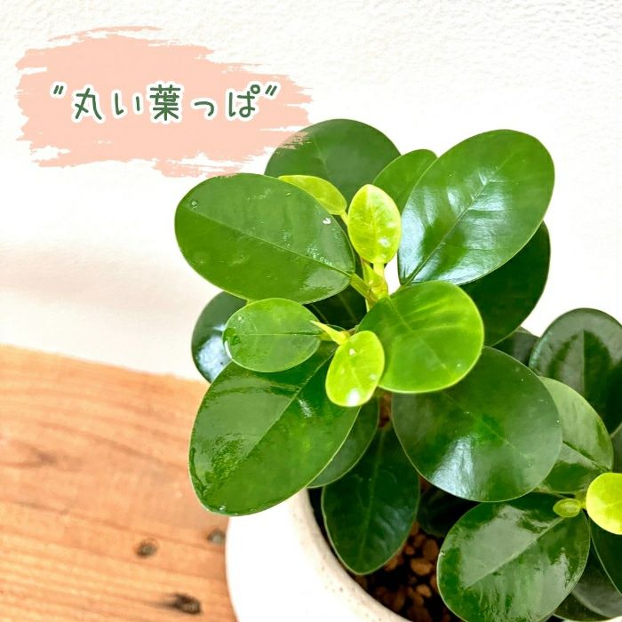 観葉植物現品販売