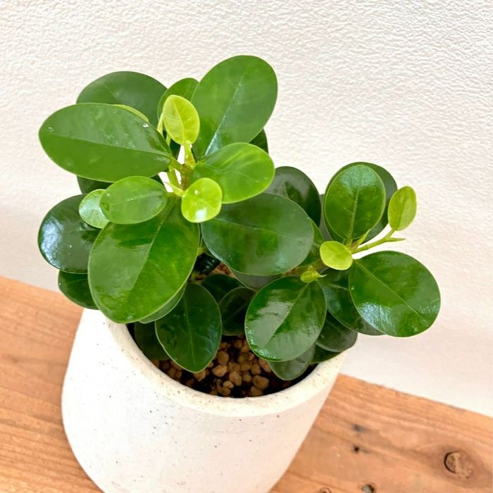 観葉植物現品販売