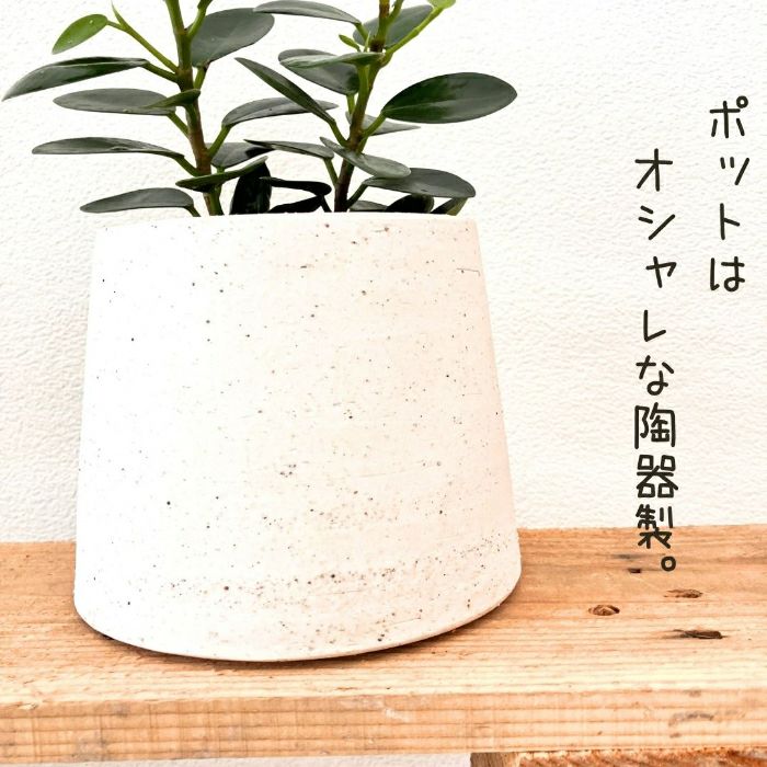 観葉植物現品販売