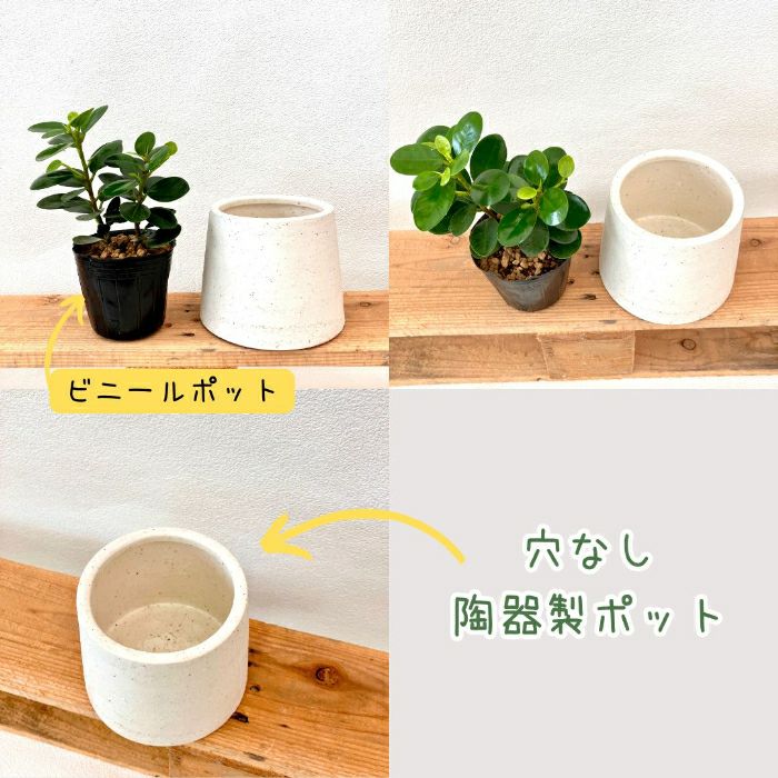 観葉植物現品販売