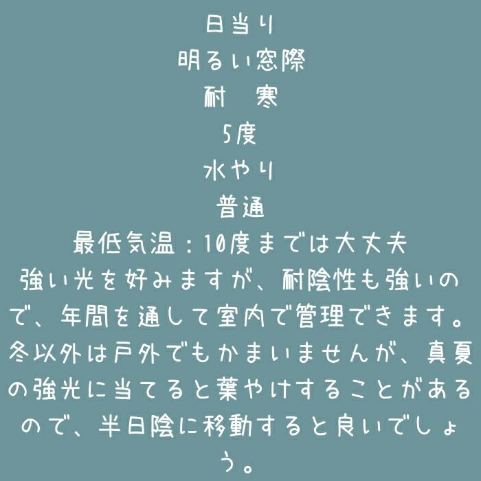 観葉植物現品販売