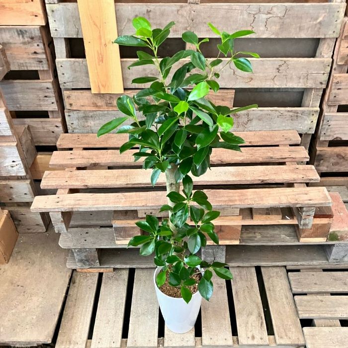 観葉植物現品販売