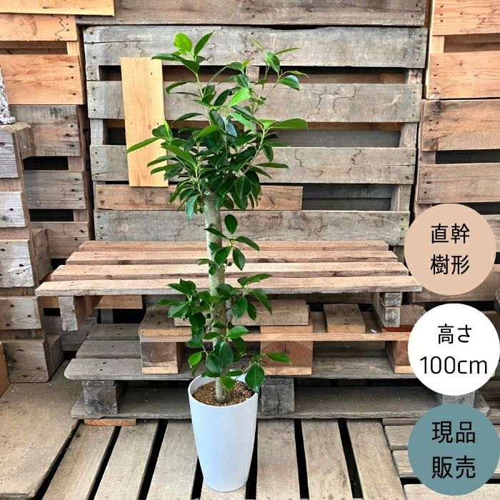 観葉植物現品販売