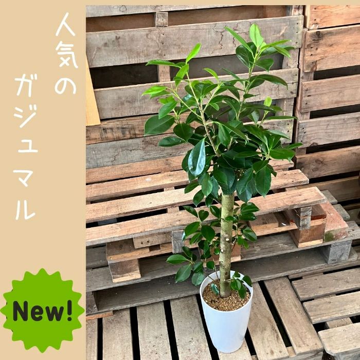 観葉植物現品販売