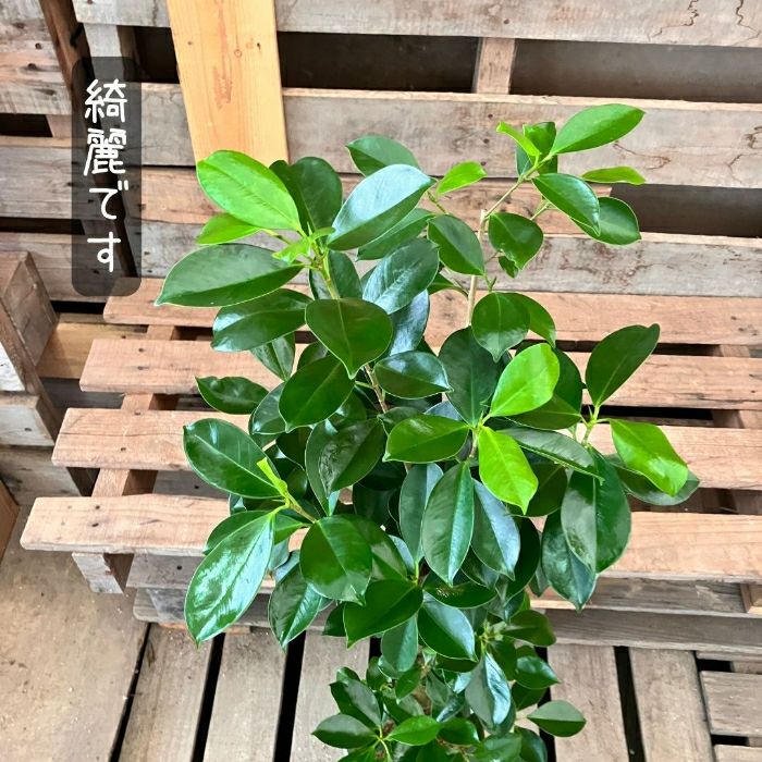 観葉植物現品販売