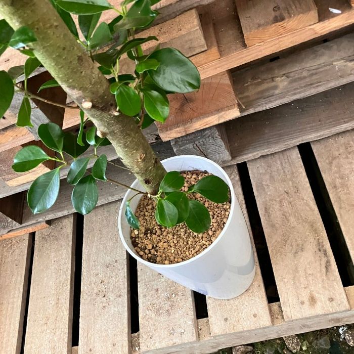 観葉植物現品販売