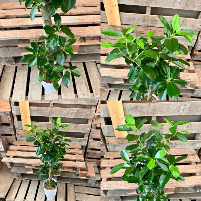 観葉植物現品販売