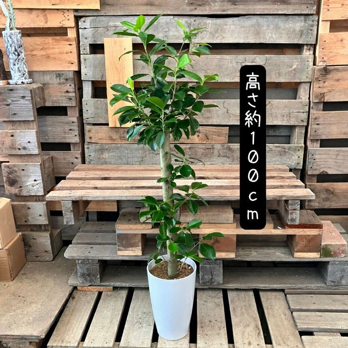 観葉植物現品販売