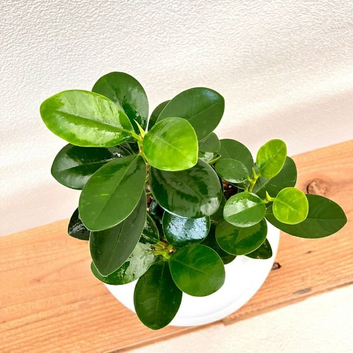 観葉植物現品販売