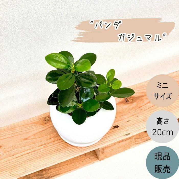 観葉植物現品販売