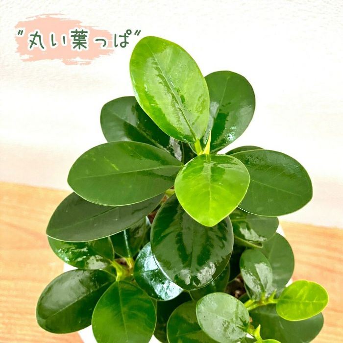 観葉植物現品販売