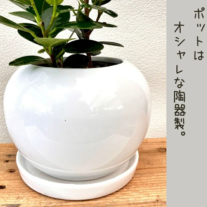 観葉植物現品販売