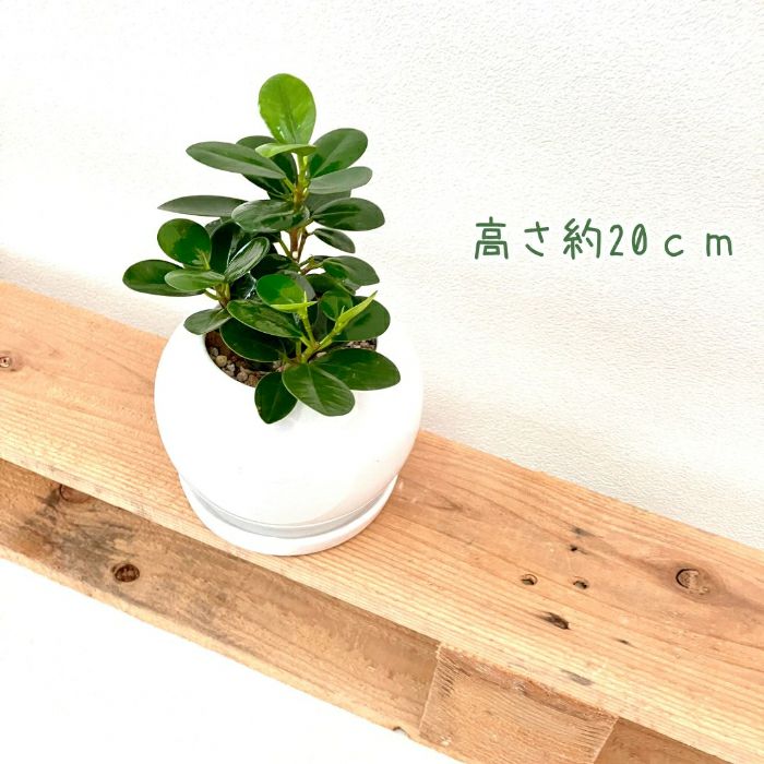 観葉植物現品販売