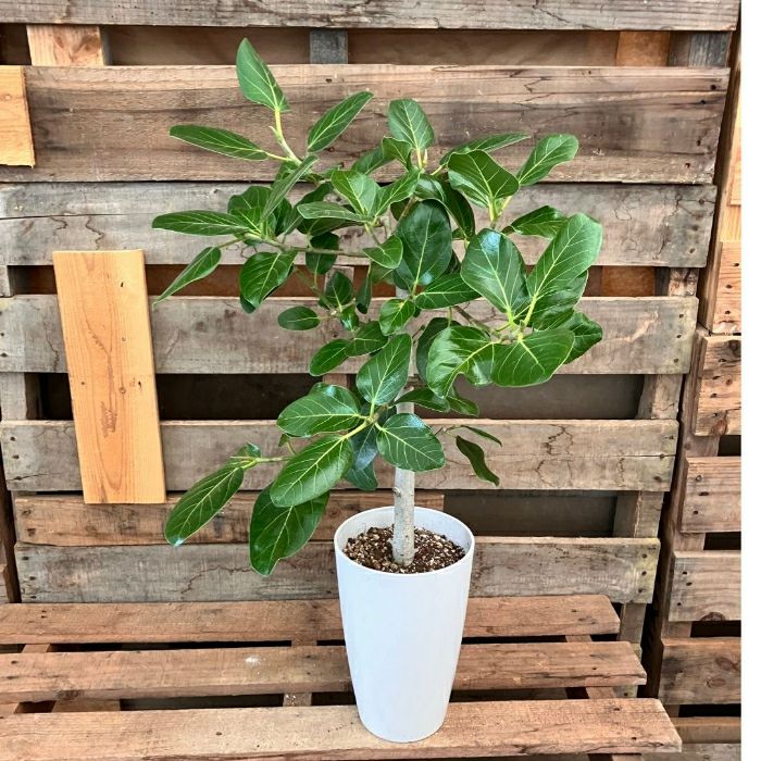 観葉植物現品販売