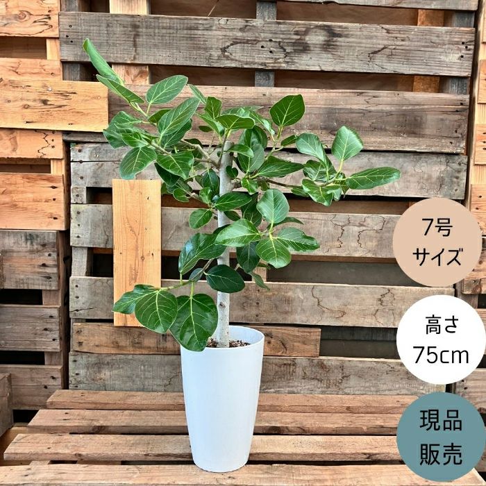 観葉植物現品販売