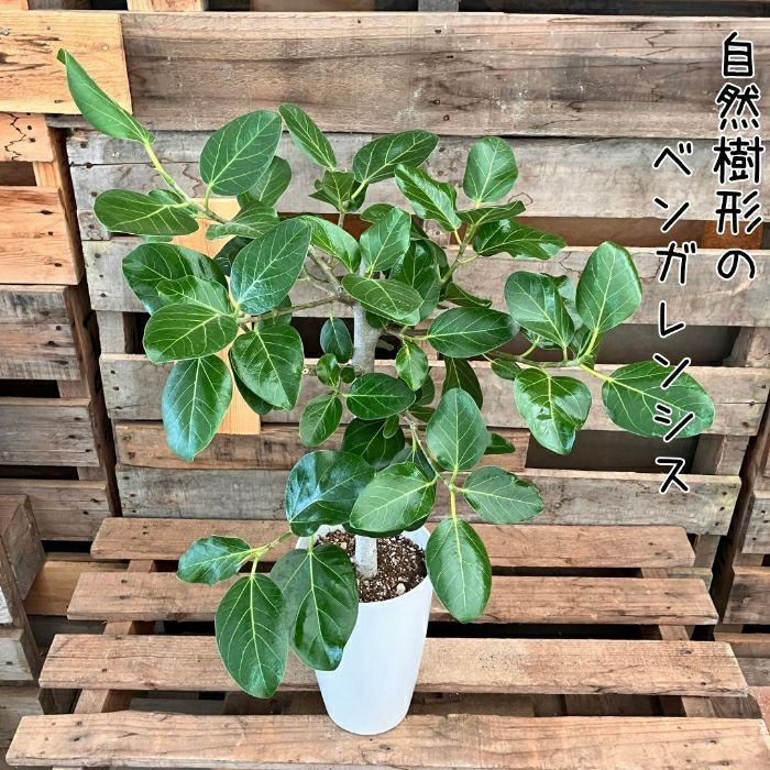 観葉植物現品販売