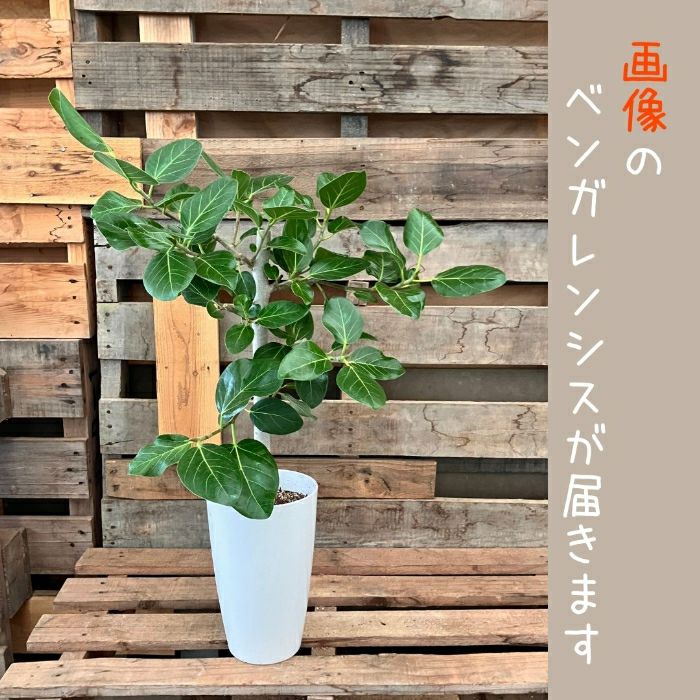 観葉植物現品販売